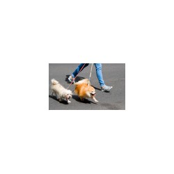 Dog Walking Service