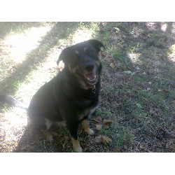 chancer pack member 7years 