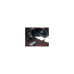 Dog walker in Thatcham, Berkshire