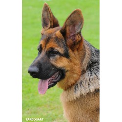 Dog barking behavior expert in East Lothian, East Lothian