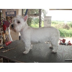 A Westie in for a Style
