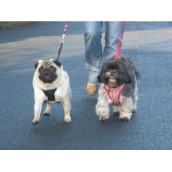 Dog Walking