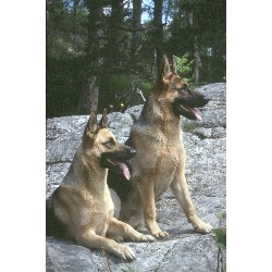 Puppy/Dog obedience training in Tranent, East Lothian