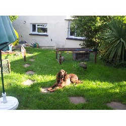 Henry relaxing