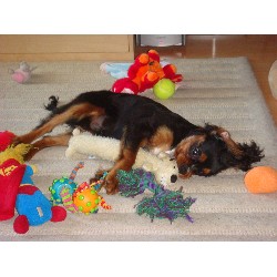 Positive training and pet care services in Borehamwood, Hertfordshire
