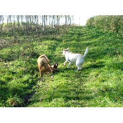 House sitting and walking for puppies and dogs in Leicestershire, Leicestershire