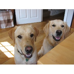 Contented Pets Abergavenny, Monmouthshire Picture 3