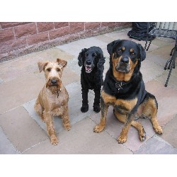Contented Pets Abergavenny, Monmouthshire Picture 5