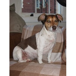 Contented Pets Abergavenny, Monmouthshire Picture 4