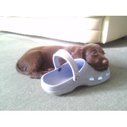 Reliable dog walking and pet sitting in Hull, North Humberside