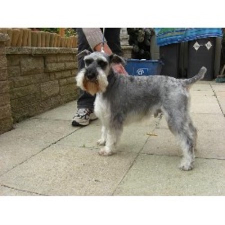 Dog Training Courses Canvey Island Dog Training Courses Canvey Island