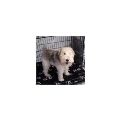 Reliable dog walking and pet sitting in Basildon, Essex