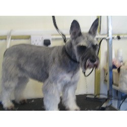 Min Schnauzer