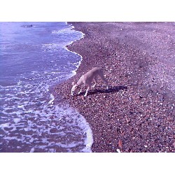 Dog sitter in Leven, Fife