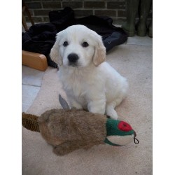 Dog barking behavior expert in Wareham, Dorset