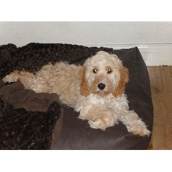 Dog walking in Hoddesdon, Hertfordshire