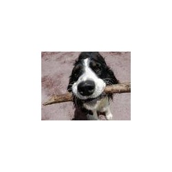 Pet sitter for dogs in Clapham, London