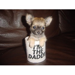 chihuahua in a cup