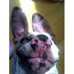 Pet sitter for dogs in Bristol, Avon