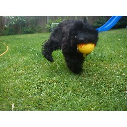 Boredom Busters Pet Care Services Brentwood
