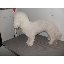 Ellie - after her groom
