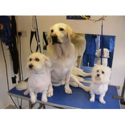Oliver's Dog Grooming & Home Dog Boarding Liskeard