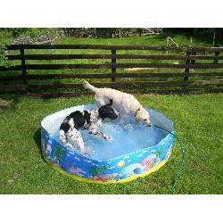 House sitting and walking for puppies and dogs in Grange Over Sands, Cumbria
