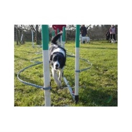 House breaking for puppies in Oswestry, Shropshire