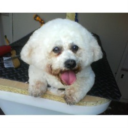 Daisy Dog Grooming