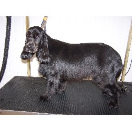 Puppies for sale near me craigslist – UFCW 141 Nusring Union Ace K9 Leigh-On-Sea, Essex SS9 2AD