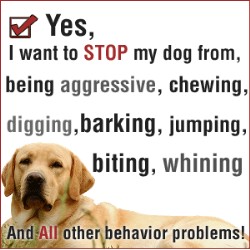 Puppy/Dog obedience training in Luton, Bedfordshire