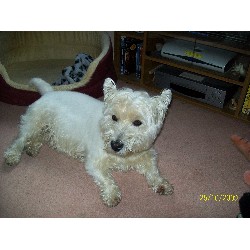 House sitting and walking for puppies and dogs in Salisbury, Wiltshire