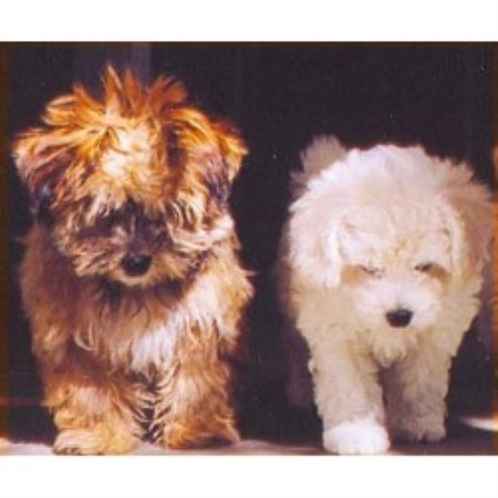 Doggielodge Westcliff On Sea