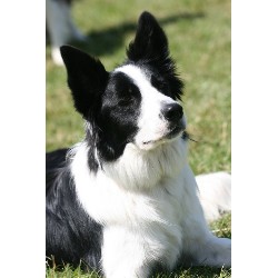 Obedient Dog Training in Preston, Lancashire