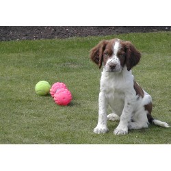 Canine Agility trainer in Leeds, West Yorkshire