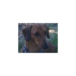 Reliable dog walking and pet sitting in Stratford-Upon-Avon, Warwickshire