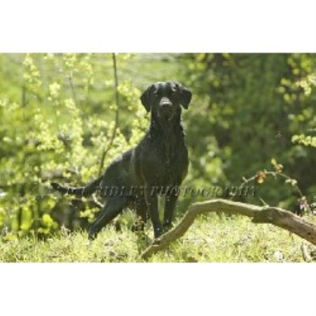 Dog barking behavior expert in Creaton, Northamptonshire
