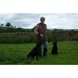 Puppy/Dog obedience training in Whitley Bay, Tyne and Wear