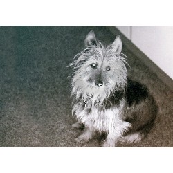 Small and friendly dog walking service in Burton On Trent, Staffordshire