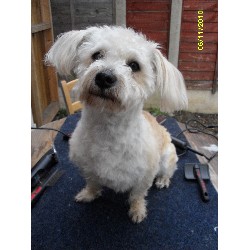 Bichon Frise Cross Yorkshire Terrier Reviews And Photos