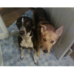 Puppy/Dog obedience training in Hull, North Humberside