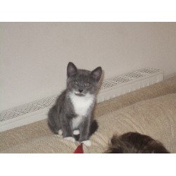 House sitting and walking for puppies and dogs in Bh18 8hw, Dorset