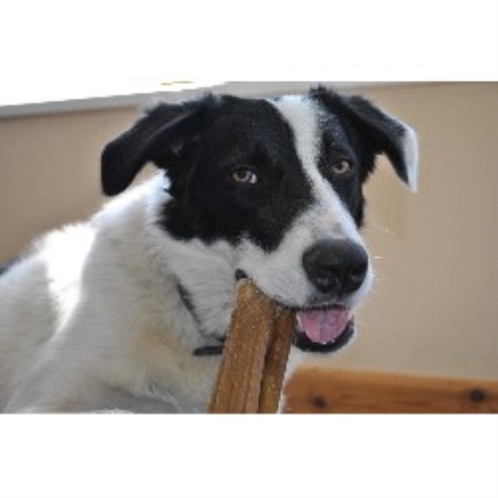 Positive training and pet care services in Liskeard, Cornwall