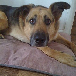 Reliable dog walking and pet sitting in Newmarket, Suffolk