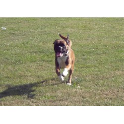 Obedience Dog Trainer in Portsmouth, Hampshire