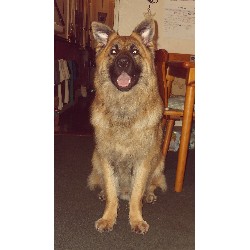 Obedient Dog Training in Portsmouth, Hampshire