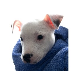 Dog Boutique in Hertfordshire, A18