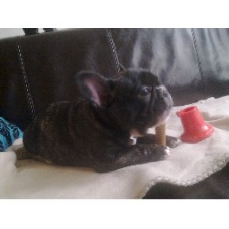 Small and friendly dog walking service in London, London