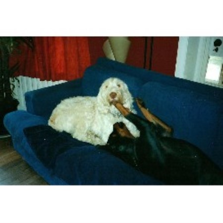 Top Dog Sitters Cartmel, Cumbria Picture 5 Top Dog Sitters Cartmel, Cumbria Picture 5