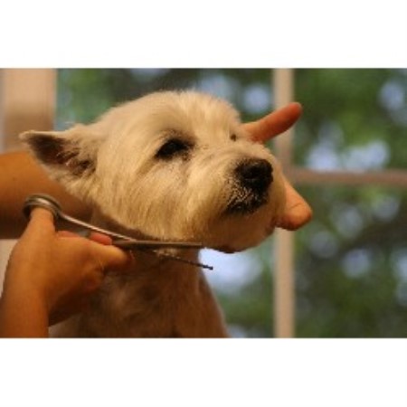 Macs Groom